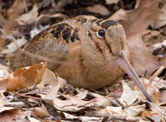 American Woodcock
